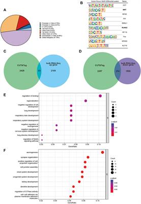 Effects of Dlx2 overexpression on the genes associated with the maxillary process in the early mouse embryo